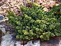 Picea abies Pepa Radek IMG_4957 (VALENTA) Świerk pospolity